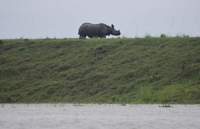 Kanchanjuri: A one-horned Rhino takes refuge from flood waters on a highland at the flood affected Kaziranga National Park in Assam