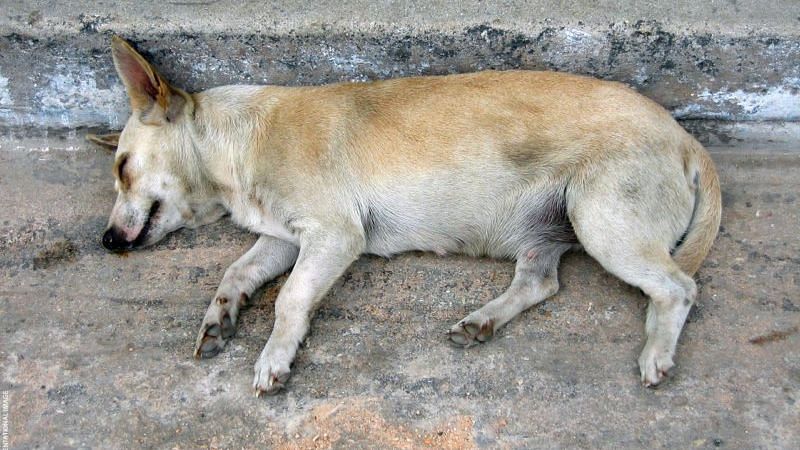 A man was arrested by the Navi Mumbai and Panvel police in Maharashtra on 22 August for allegedly raping a female stray dog in Kharagar.