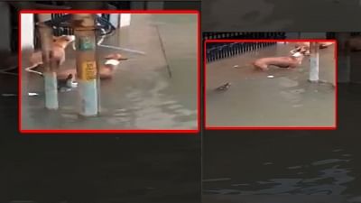 A video of a crocodile trying to attack a dog on a water-logged street in Vadodara in Gujarat has gone viral on social media.