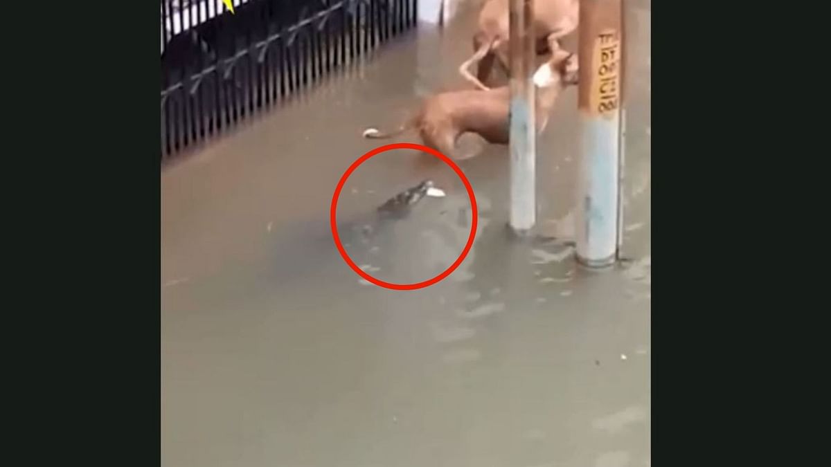 WATCH VIDEO | Crocodiles Swimming In Flooded Streets Of Vadodara!