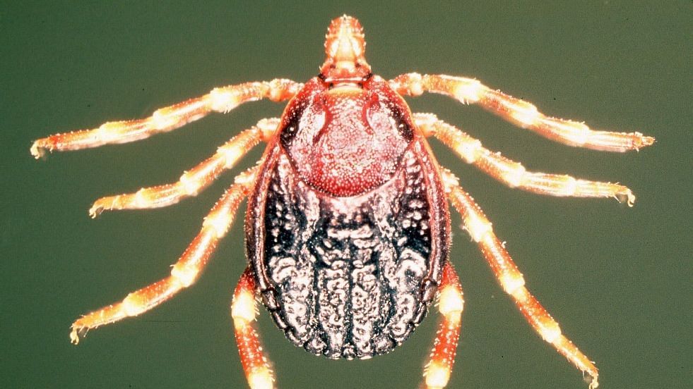 Ticks are both “environmental reservoir” and vector for the Congo virus, carrying it from wild animals to domestic animals and humans.&nbsp;