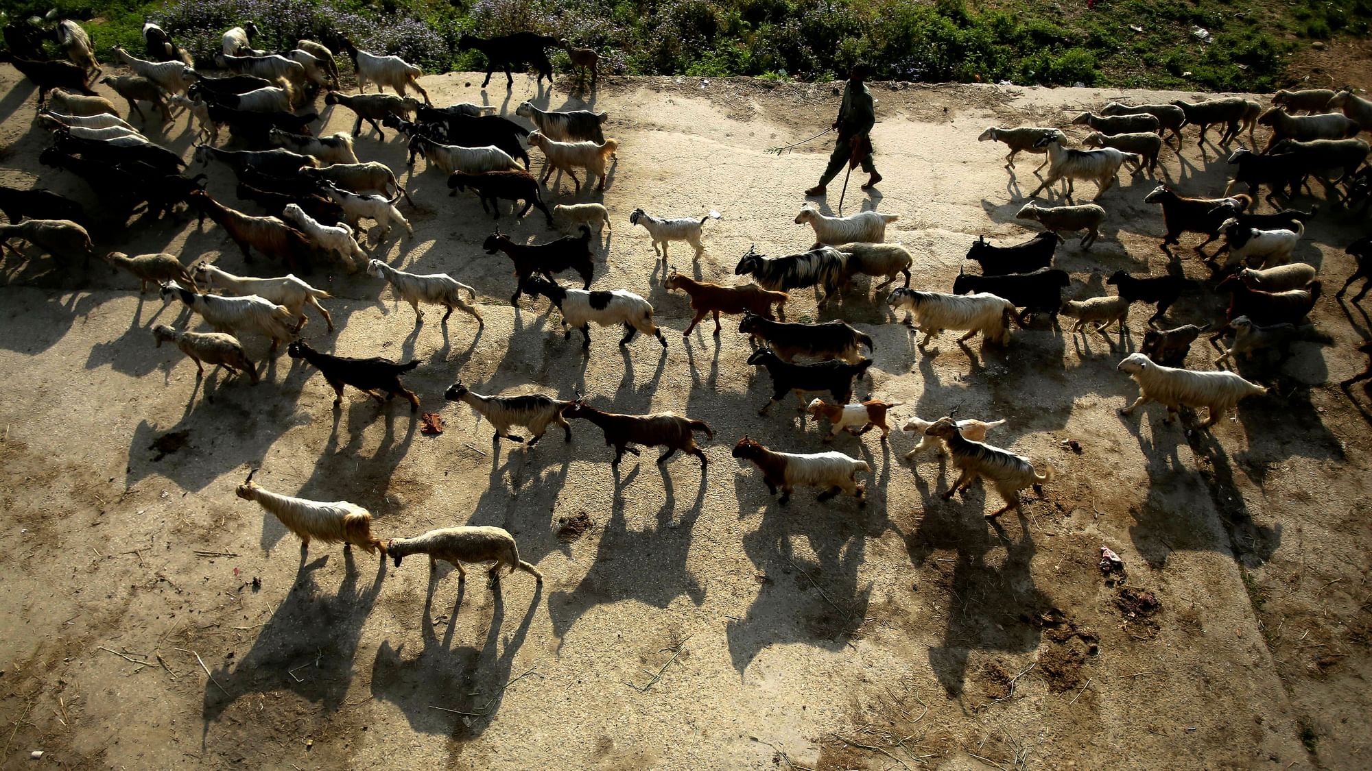 A file photo of a nomadic Gujjar tribe leading his herd of goats through a dried-up riverbed near the Jammu-Srinagar highway.