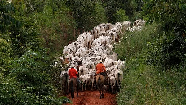 Cattle farming is one of the main industries in the Amazon region. 