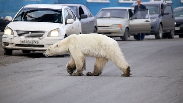 Polar bear wandering in the city of Norilsk.
