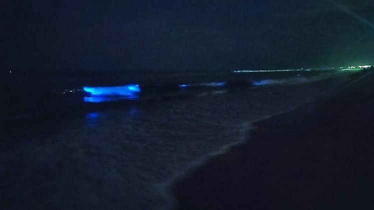 The ‘magical glow’ is caused by a high concentration of a micro-plankton called Noctiluca scintillans in the sea.