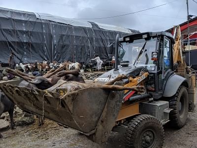 A bulldozer with dead buffaloes in Deonar Abattoir on Aug 8, 2019. (Photo: IANS/PETA)