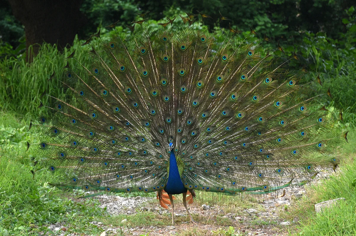 A peacock dances inside a farm, in Surat.