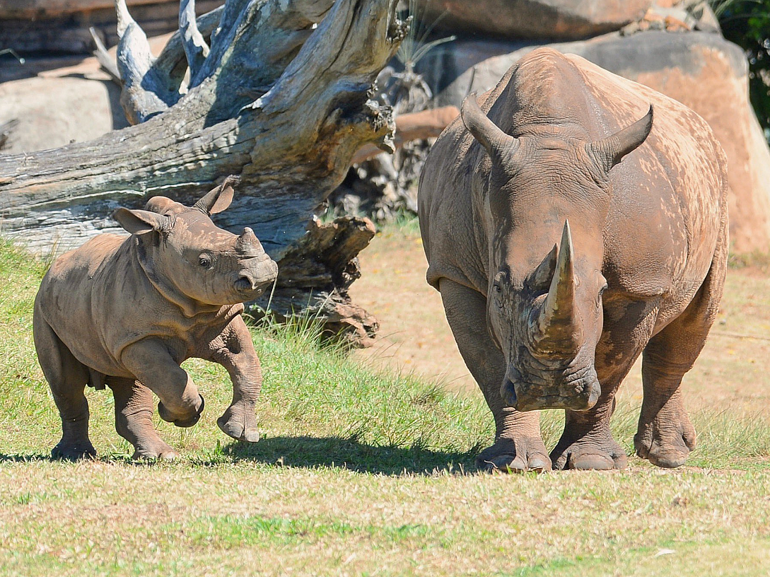 Baby Rhino playing with its mother.