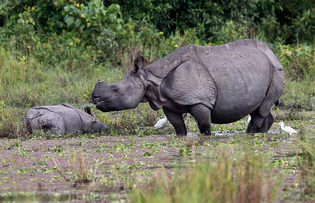 The great one-horned Rhinoceroes.