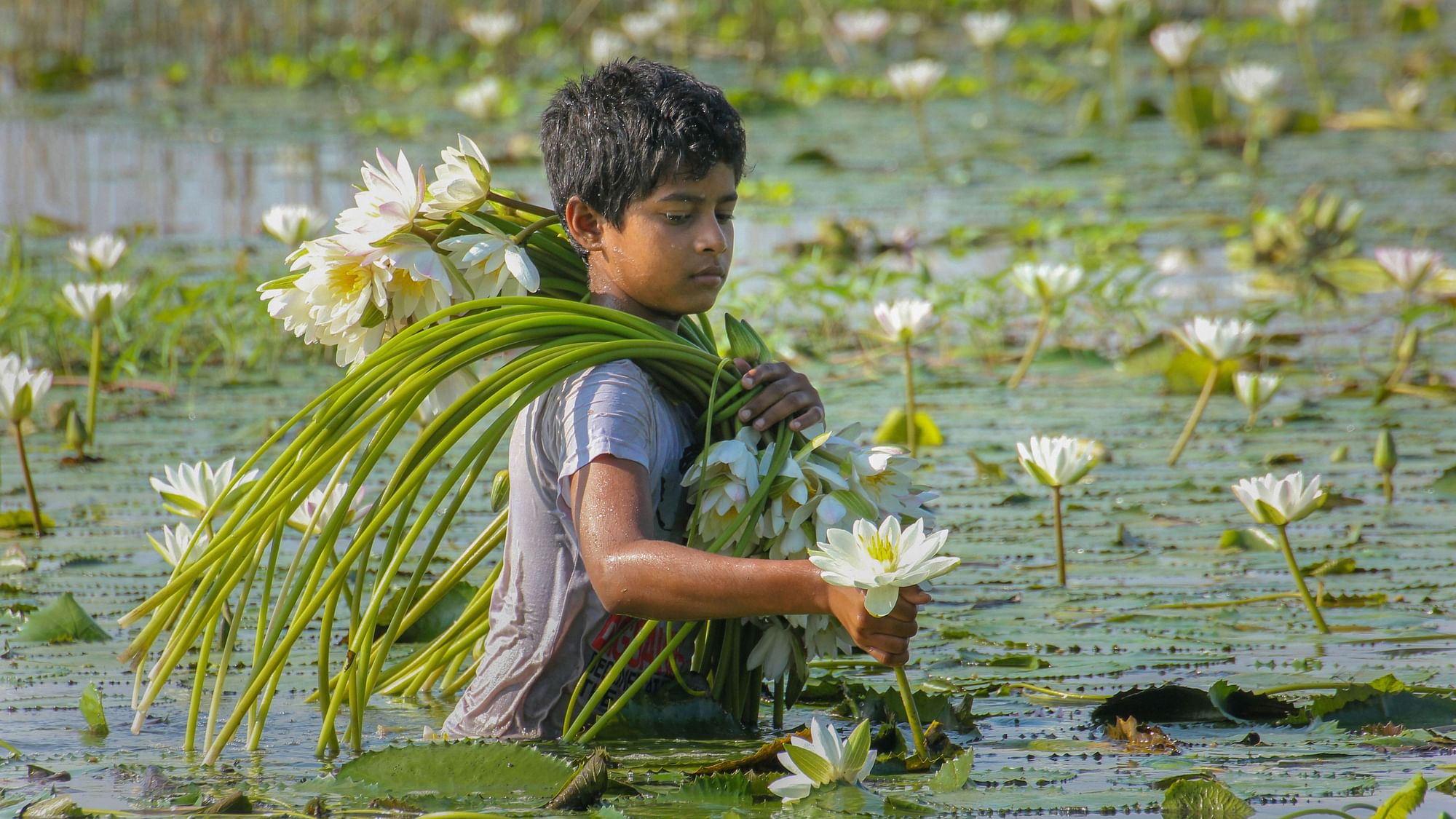 A young boy collects water lilies from a pond, in Nadia district of West Bengal, on Wednesday, 4 September 2019.