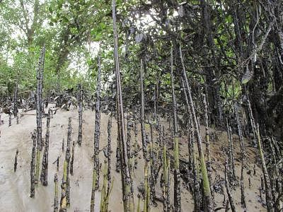 Sundarbans: Part of oil covered Sundarbans mangrove forest is seen in the Shela River in Bangladesh, on Dec. 14, 2014. An Irrawaddy dolphin