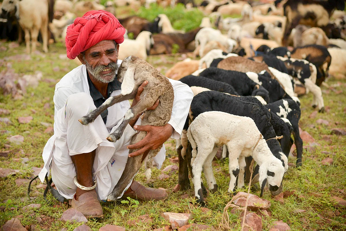 A shepherd sits near his herd of sheep, at Pratapgarh district of Rajasthan.