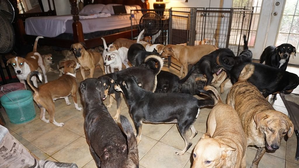 Stray dogs inside Chella Phillips’ house.