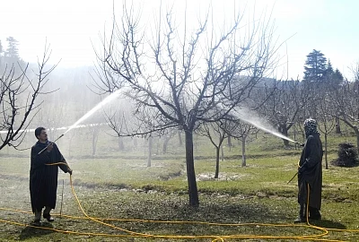 After the revocation of Article 370 apple growers in Kashmir were finding themselves in a lurch due to a communication blockade and shutdown, government came to the rescue by announcing a scheme to directly buy the fruit from the farmers through a nodal procurement agency. (Photo: IANS)