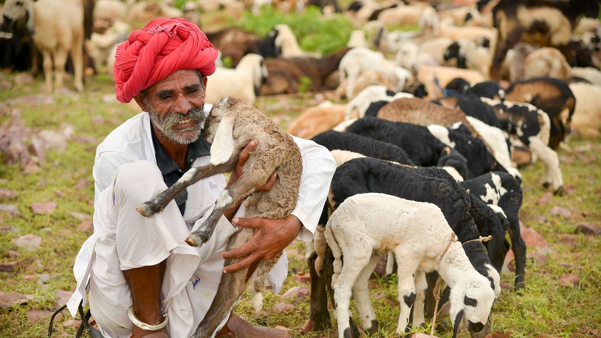 A shepherd sits near his herd of sheep, at Pratapgarh district of Rajasthan.