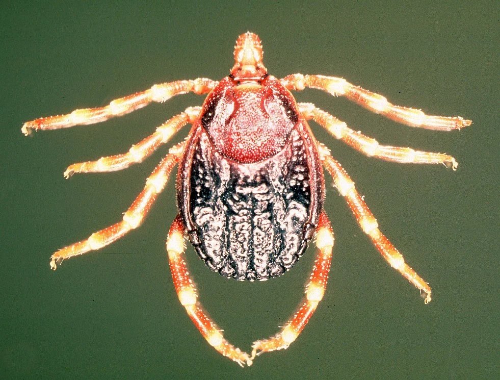 Haylomma Tick carries the virus and spreads it to livestock and humans