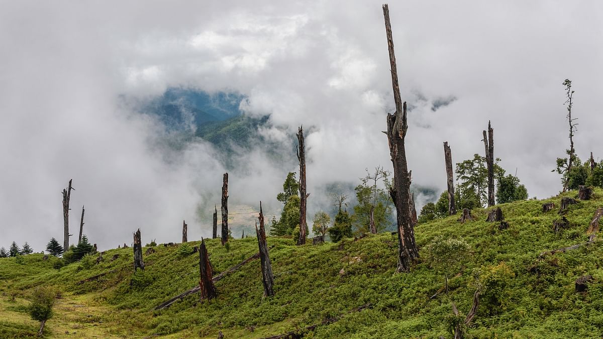 CO2 Released by Deforestation Is Equal to Overall Fossil Fuel Emissions in India