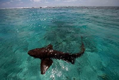 SAN PEDRO, Oct. 23, 2013 (Xinhua) -- A catshark swims at the reef "Barrier Reef" around San Pedro Island in Belize, on Oct. 22, 2013. The Belize Barrier Reef off the coast of Belize is part of the Mesoamerican Barrier Reef System, the world