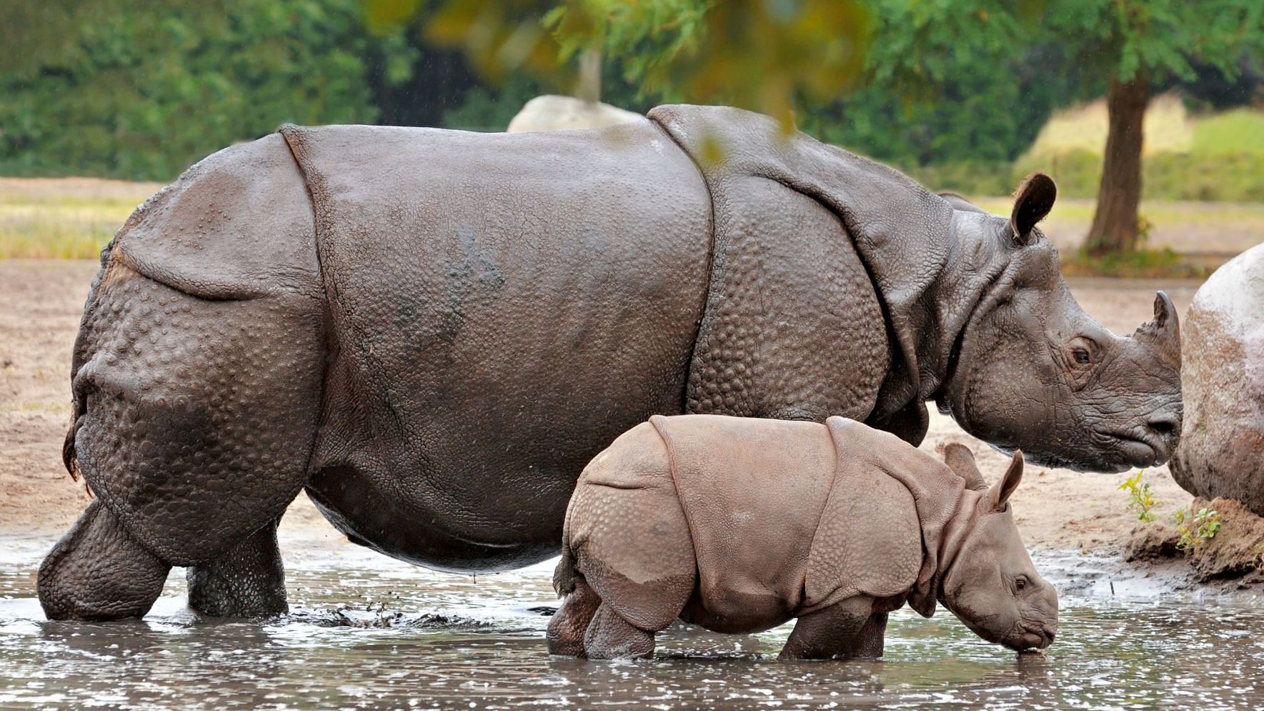 The great one-horned Rhinoceroes.