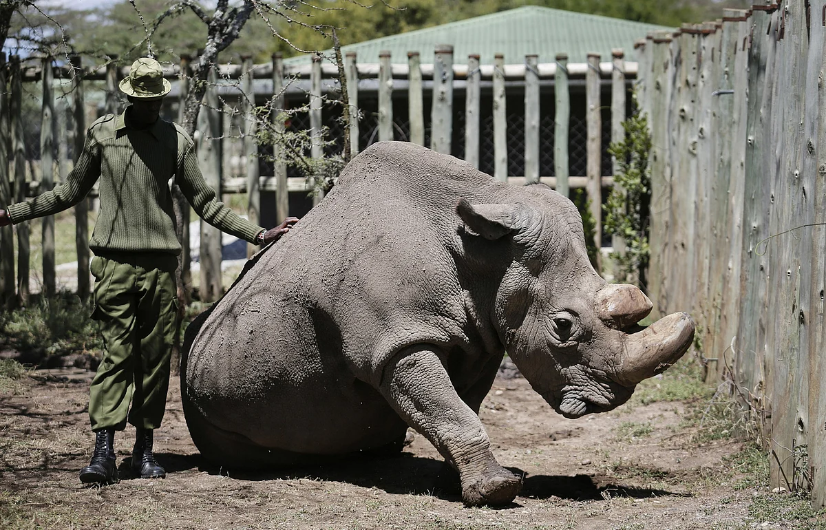 Sudan, the last male Northern white Rhino.