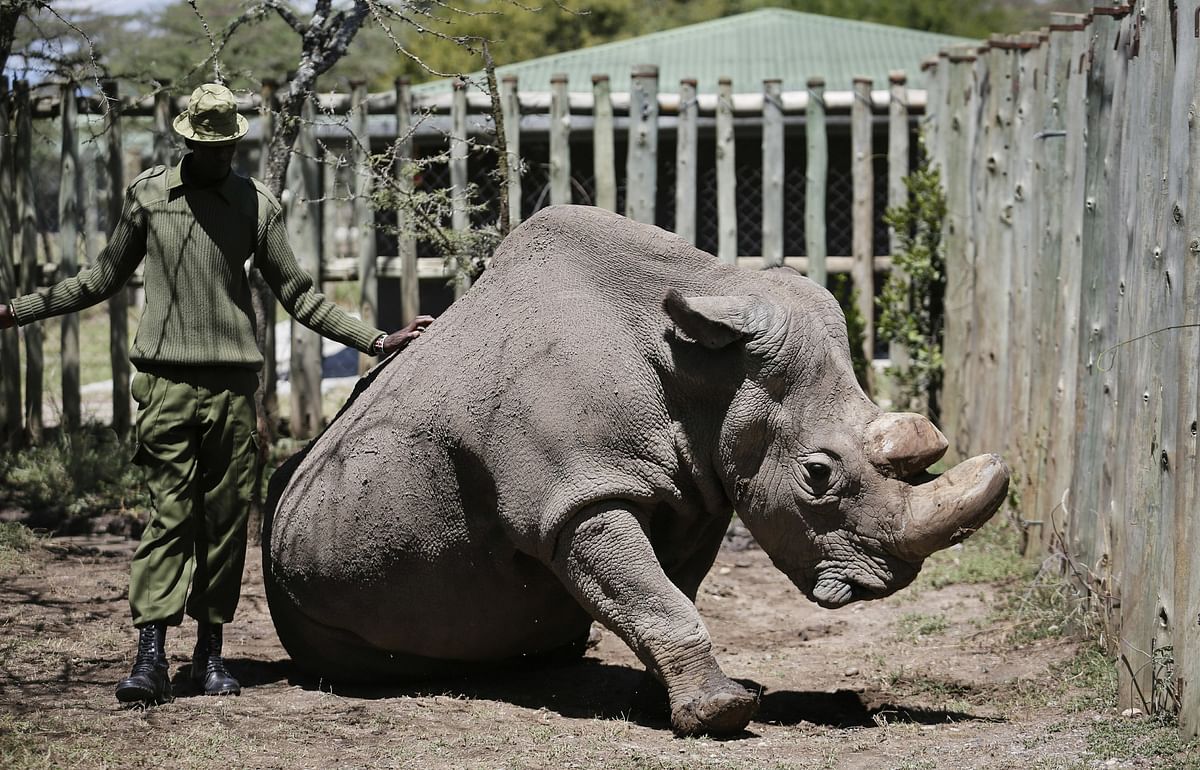 On World Rhino Day: With 3 of its species ‘critically endangered’, here’s why you should should care.