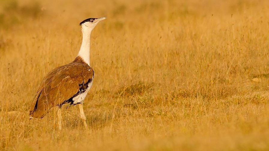 Great Indian Bustard is one of the many species that face the threat of extinction.