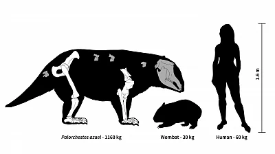 For most of the last 25 million years, eastern Australia was home to a now-extinct group of marsupials called palorchestids that had strange bodies and lifestyles unlike any living species, new research has found.