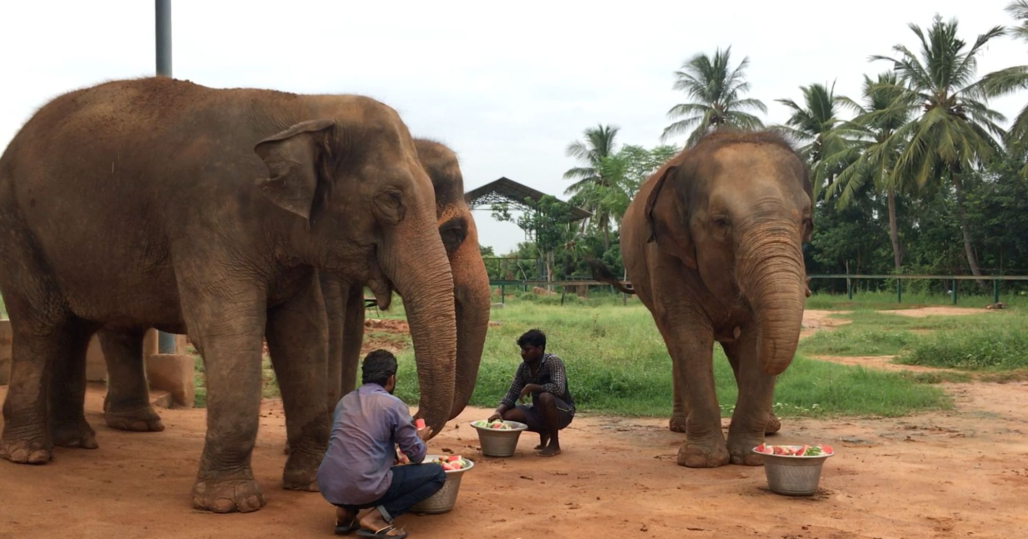 Sudden Transfer, Use Of Bullhooks: Elephants at TN Camp Face Abuse