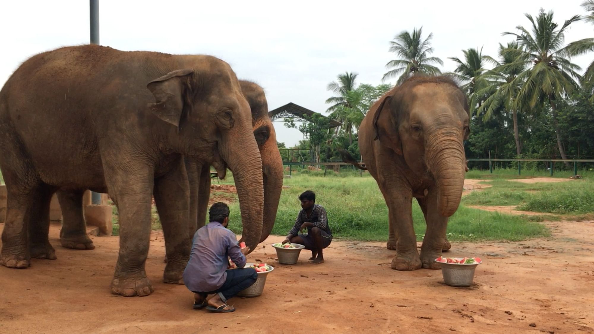 The three elephants were living a happy life in a chain-free facility in Marakkanam. However, following a court order, the forest officials have taken them away using brute force. Picture taken on 18 September 2019.