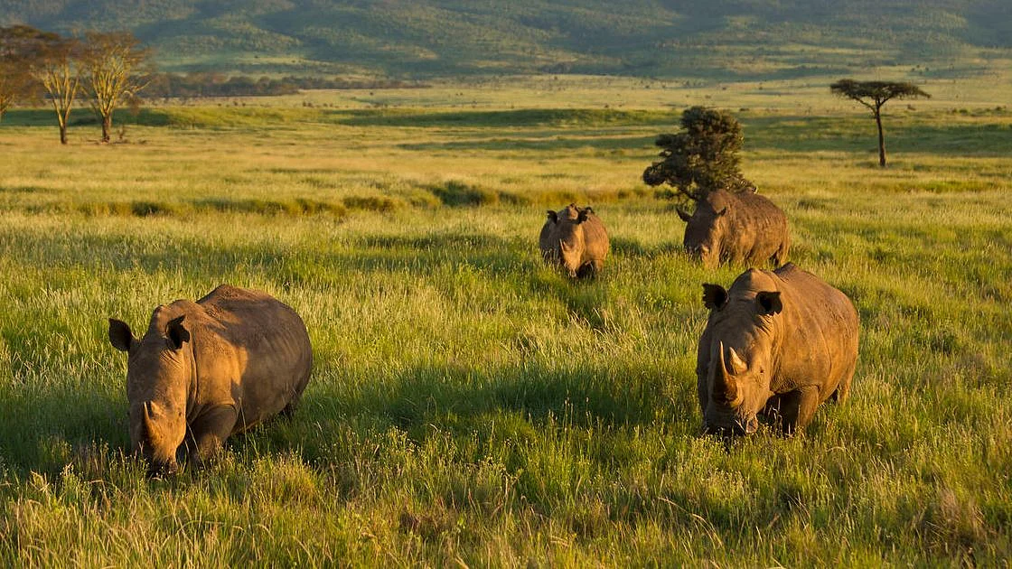 A group of African Rhinos grazing.