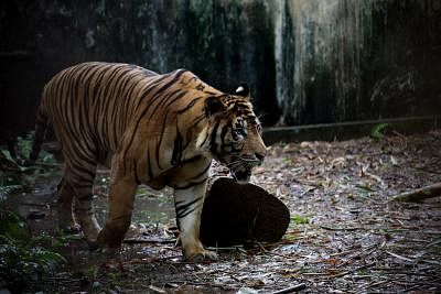 YANGON, July 30, 2019 (Xinhua) -- A tiger is seen at the Yangon Zoological Gardens in Yangon, Myanmar, July 30, 2019. At least 22 tigers remained in Myanmar, said the Forest Department Tuesday quoting its recent survey that covered 8 percent of the tiger habitat in the country. The figure came as the department under the Ministry of Natural Resources and Environmental Conservation (MNREC) observed the World Tiger Day in Nay Pyi Taw Monday. (Xinhua/U Aung/IANS)