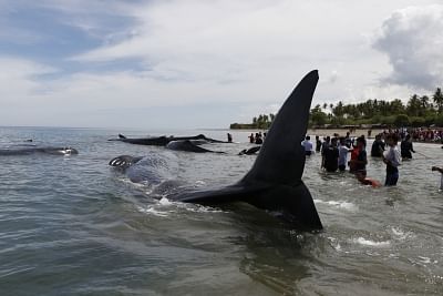 ACEH, Nov. 13, 2017 (Xinhua) -- Photo taken on Nov. 13, 2017 shows sperm whales stranded at Ujong Kareung beach in Aceh, Indonesia. (Xinhua/Junaidi/IANS)
