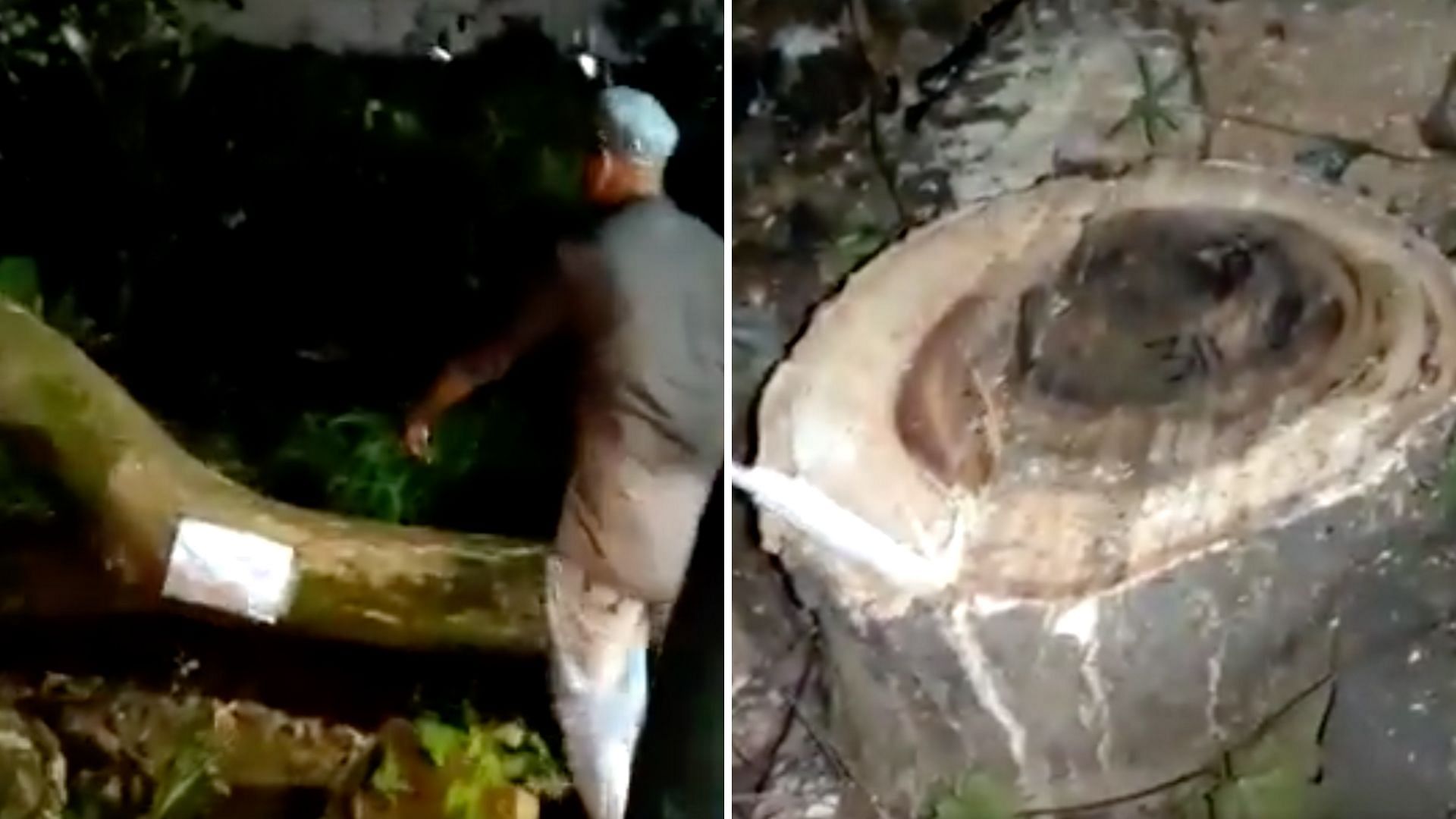 A screenshot from a video showing chopped trees, sent by activist Yash Marwah.