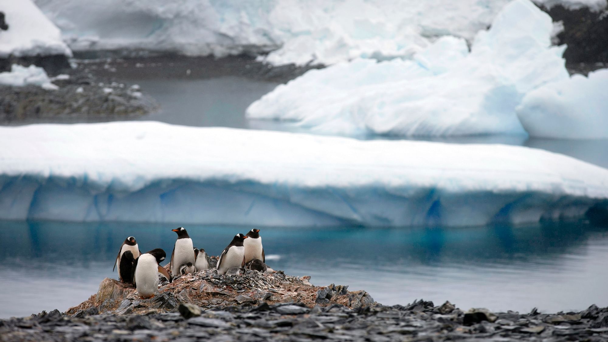 Gentoo penguins stand on rocks near the Chilean station Bernardo O’Higgins, Antarctica where iceberg breaks off. 