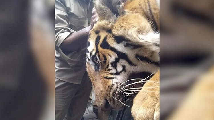 The tiger was finally captured on Sunday afternoon.