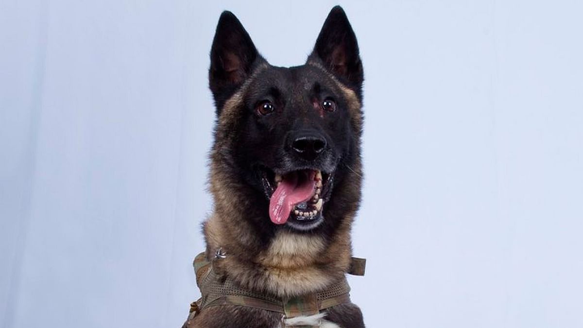 Donald Trump Tweets Photo of Military Dog Wounded in Baghdadi Raid