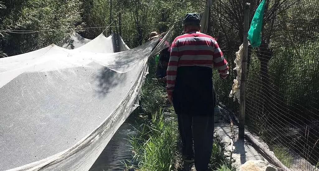 Farm ponds dug under a government scheme that promoted pisciculture are not much of commercial value, but fulfill the needs of families. 