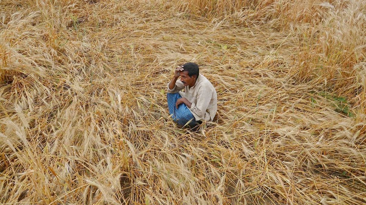  A farmer examines his damaged wheat crop in Mirzapur, Uttar Pradesh. Photo used for representational purposes only.