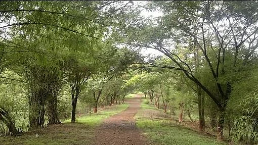 Aarey Colony. 