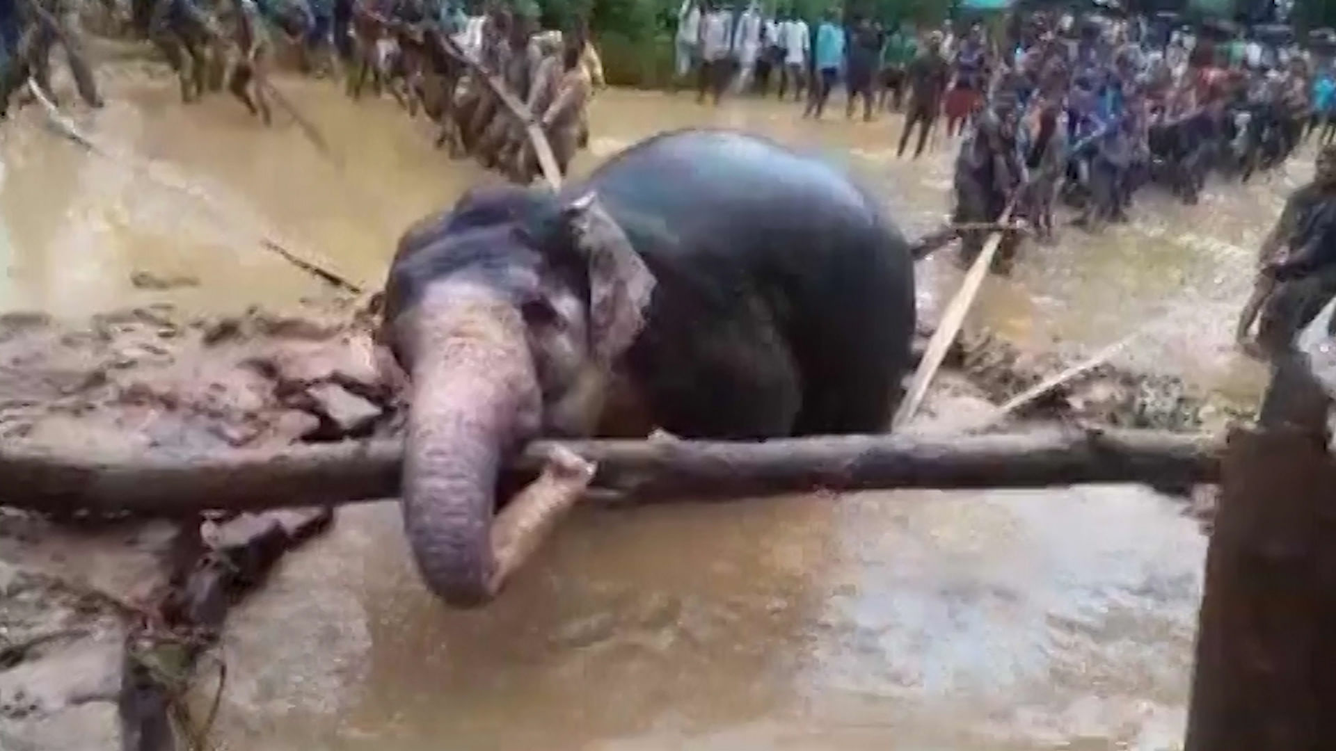 Female elephant trapped in a well in Odisha