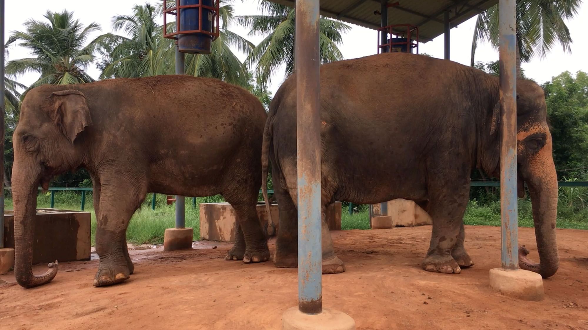 Does a chain-free facility for elephants have to be in violation of the captive elephants’ guidelines?&nbsp;