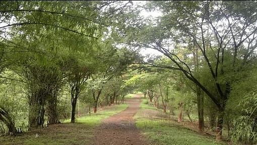 After the MMRCL cut over 2,000 trees in Aarey Colony more trees may be hacked in the area after the state government approved the finances for the construction of an “international-standard” zoo in Aarey.