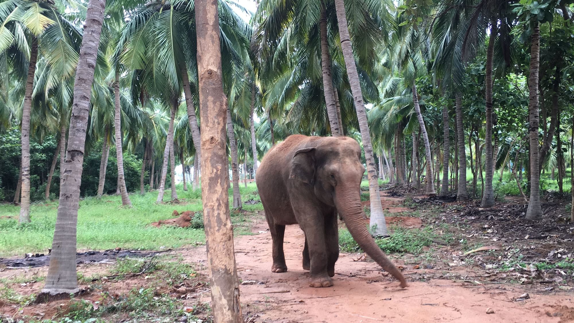 S Mathivanan has petitioned the green tribunal alleging the project violates environmental norms and eat into reserve forests of Sanamavu, an elephant corridor. Representative image.