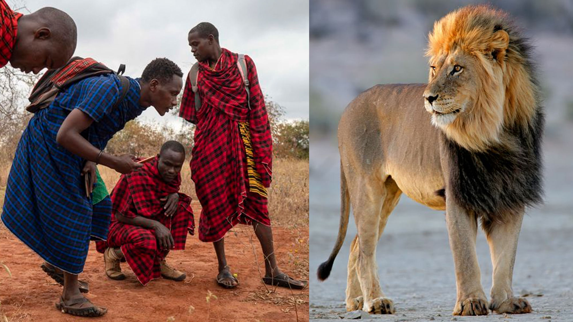 And African lion and people of the Maasai tribe.