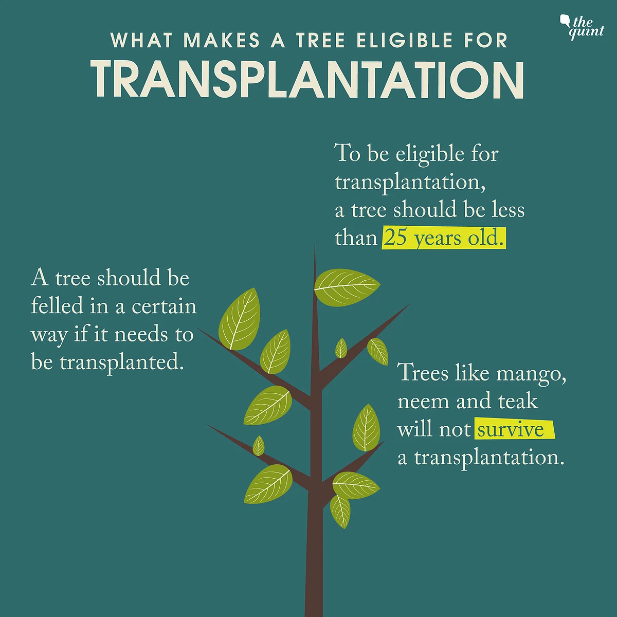 64% Trees Relocated to Aarey Dead: Why Did Transplantation Fail?