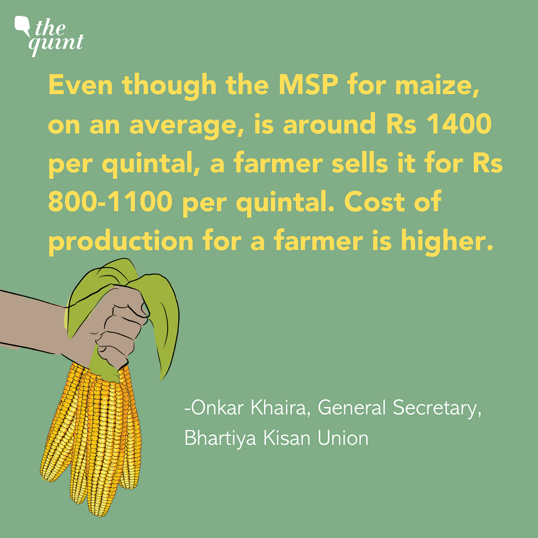 Forcing farmers in Punjab and Haryana to switch from rice to maize to curb pollution has its own set of challenges.