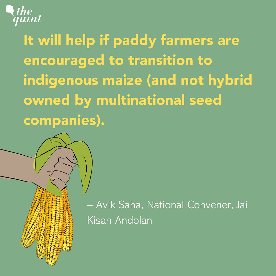 Delhi Pollution: Forcing Farmers To Grow Maize Is Not A Solution