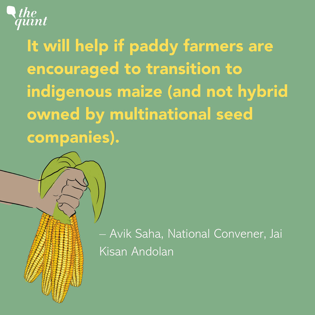 Forcing farmers in Punjab and Haryana to switch from rice to maize to curb pollution has its own set of challenges.