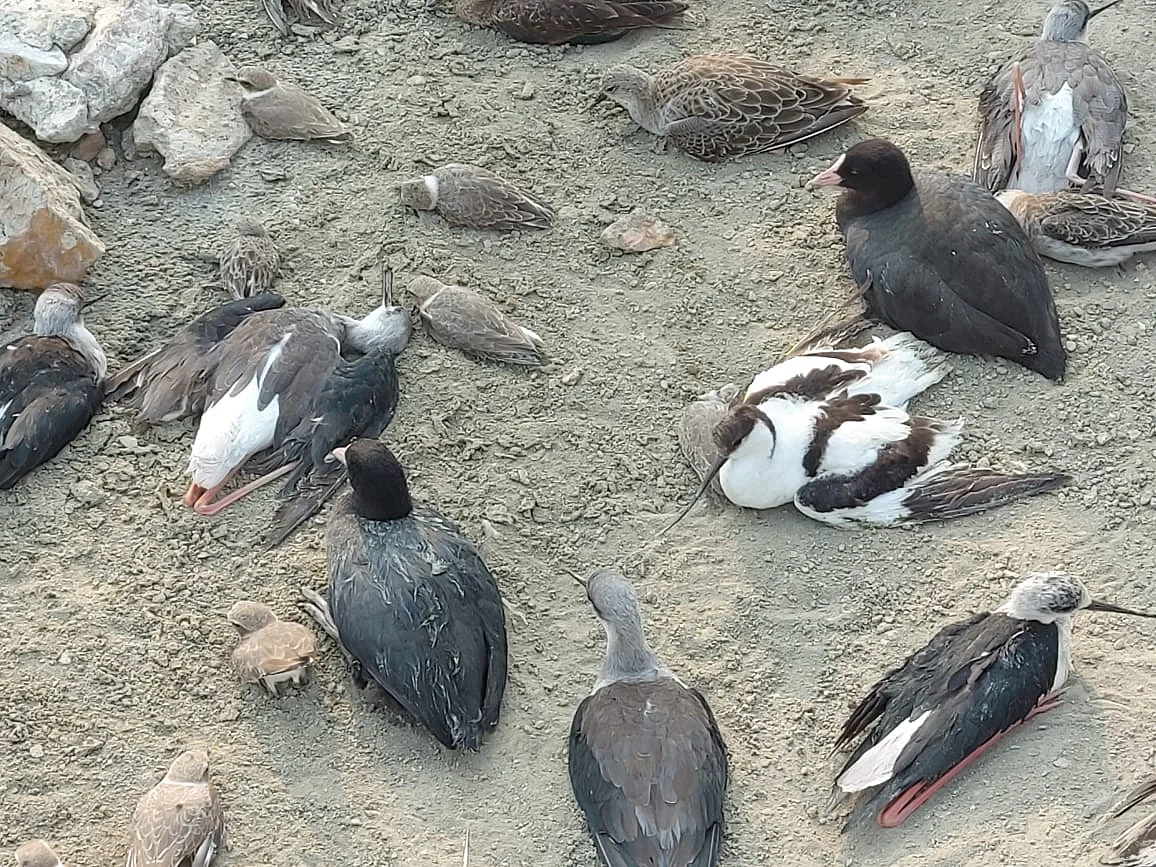 Many birds were alive but unable to walk or take flight. 