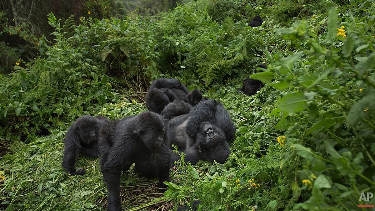 Members of a family of mountain gorillas.